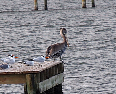 [The brown pelican stands at the very end of the dock with one foot hanging over the edge. Its long bill is tucked against its neck. The terns are gull-like birds with orange beaks and a black section on the bakc of their white heads. Their bodies are light grey. Three birds stand facing the end of the deck while two others sit on the deck.]